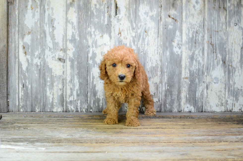 Smart Mini Goldendoodle Poodle Mix Pup