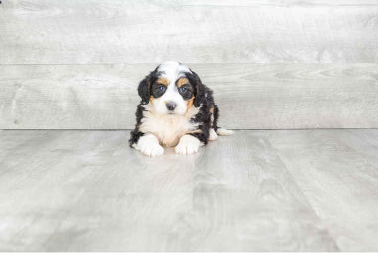 Mini Bernedoodle Puppy for Adoption