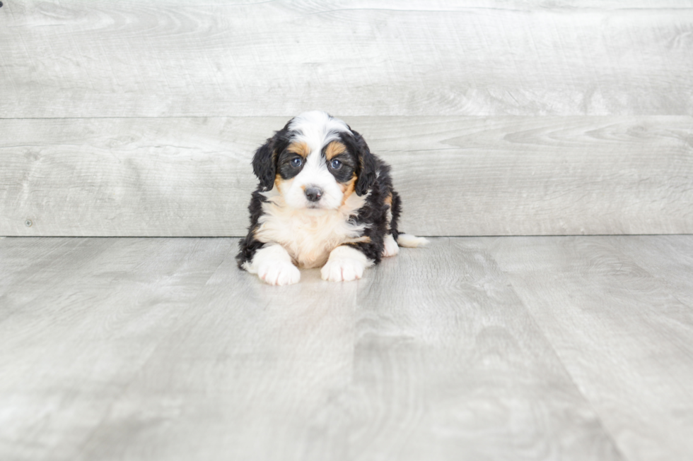 Mini Bernedoodle Puppy for Adoption