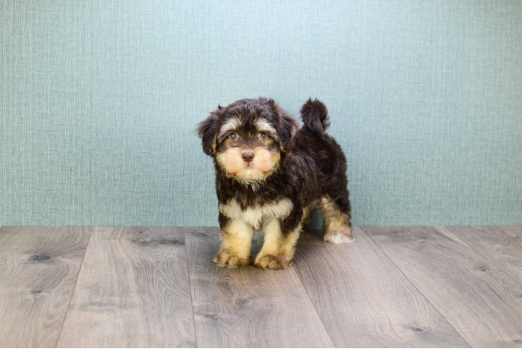 Havanese Puppy for Adoption