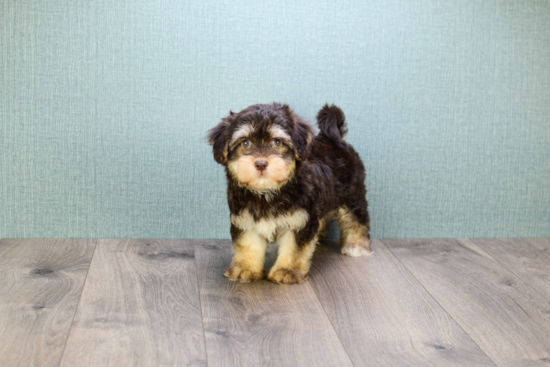 Havanese Puppy for Adoption