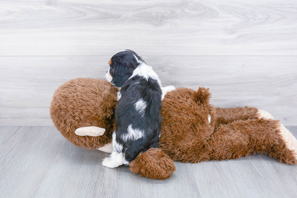 Popular Cavalier King Charles Spaniel Purebred Pup