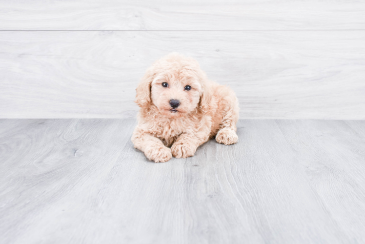 Adorable Golden Retriever Poodle Mix Puppy