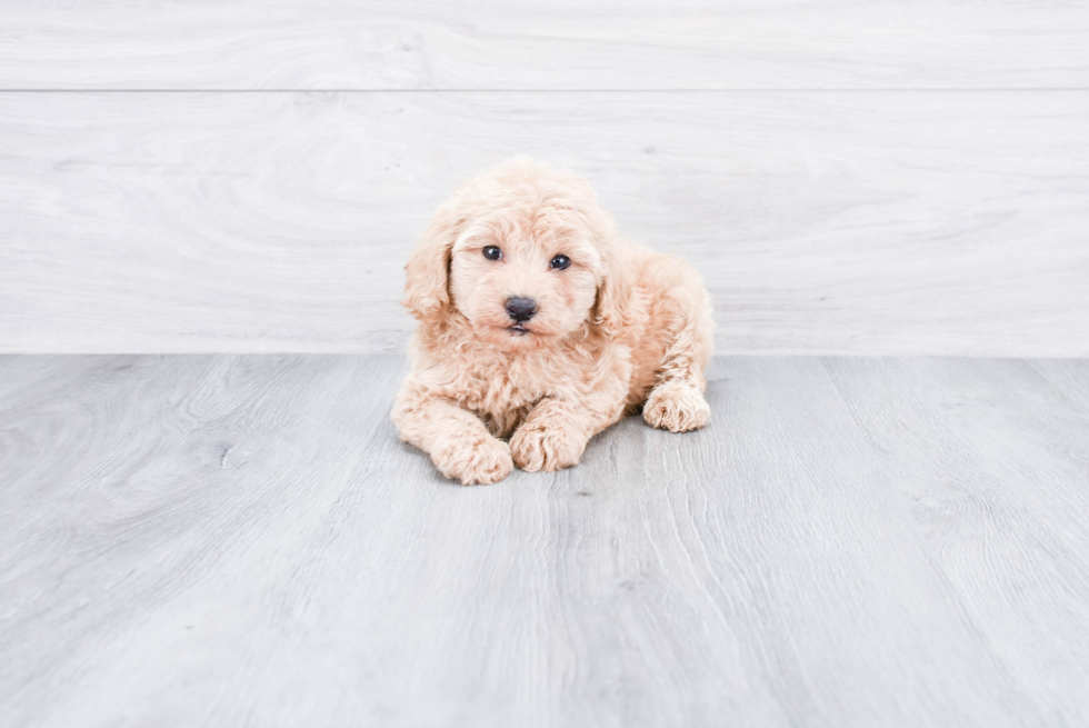 Adorable Golden Retriever Poodle Mix Puppy