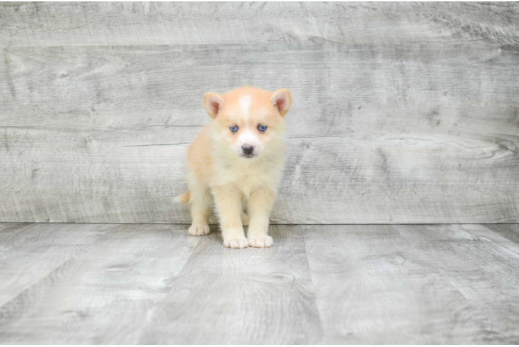 Pomsky Puppy for Adoption