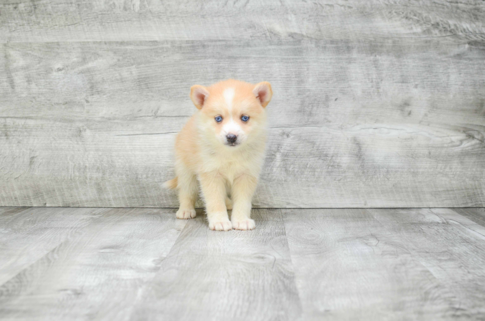 Pomsky Puppy for Adoption