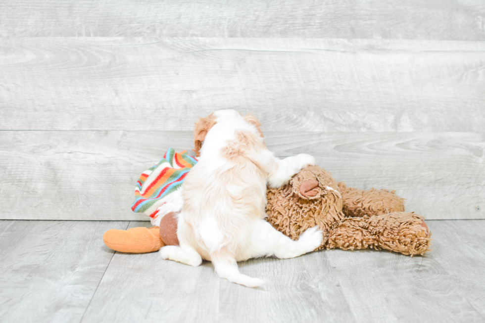 Happy Cavalier King Charles Spaniel Purebred Puppy