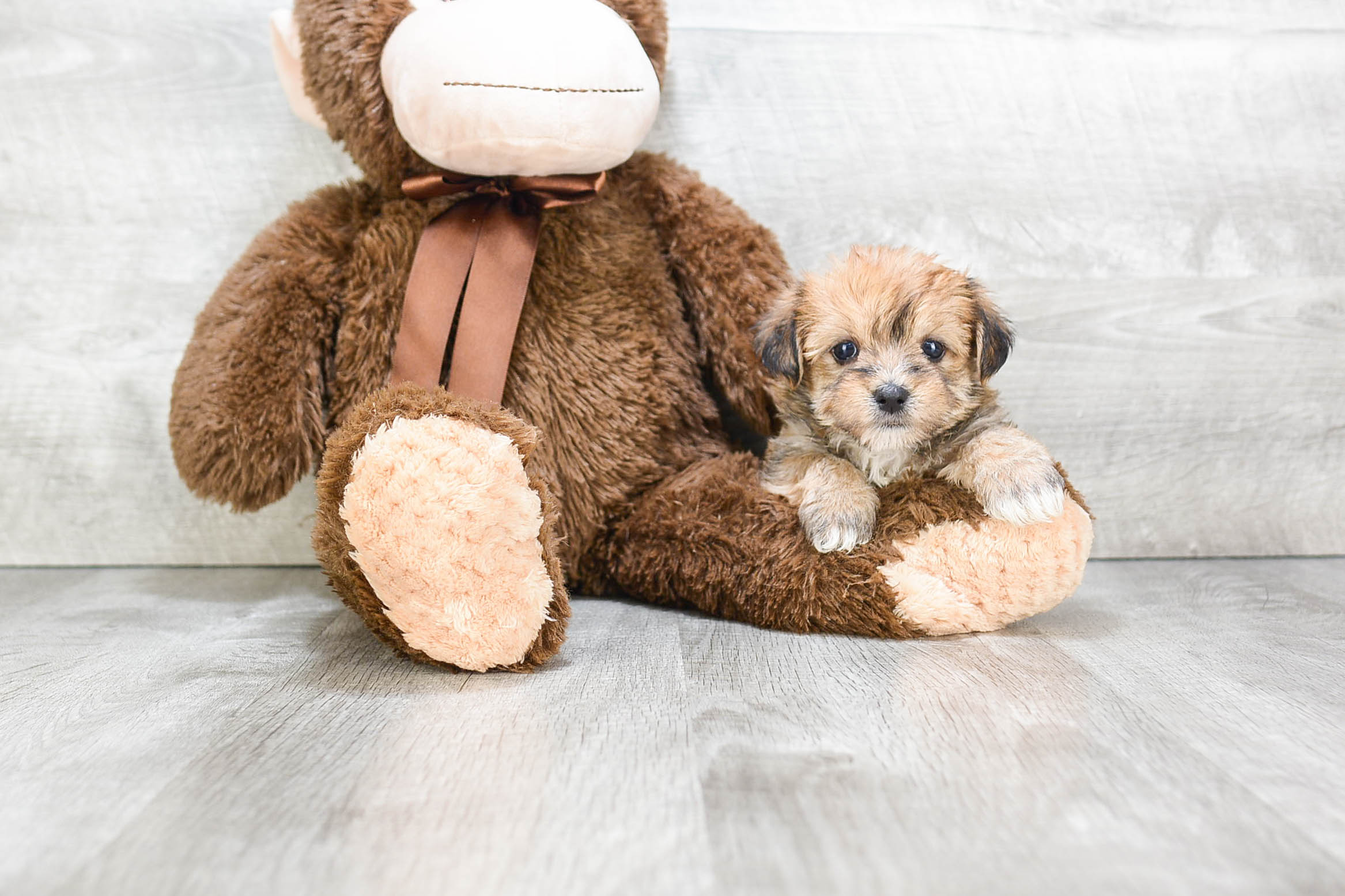Morkie Puppy for Adoption