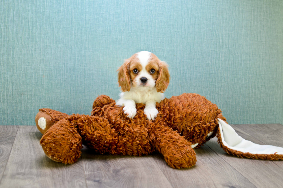 Friendly Cavalier King Charles Spaniel Baby