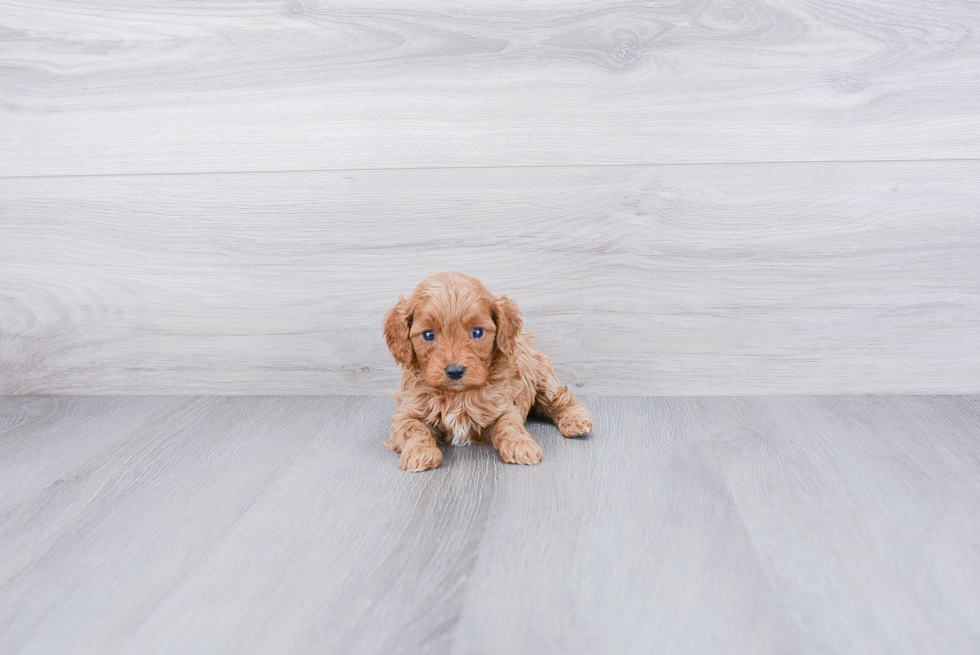 Best Cavapoo Baby