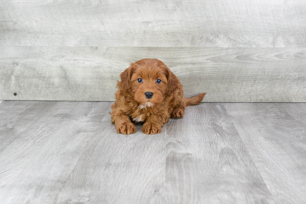 Cavapoo Puppy for Adoption