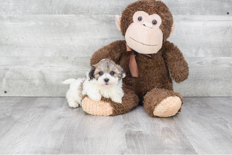 Friendly Havanese Purebred Pup