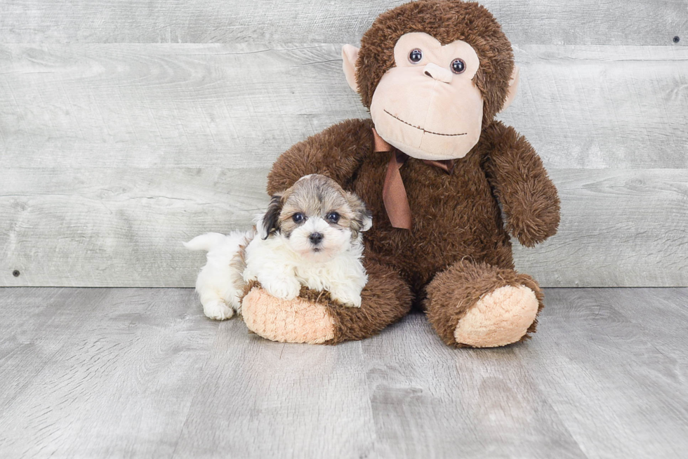 Friendly Havanese Purebred Pup