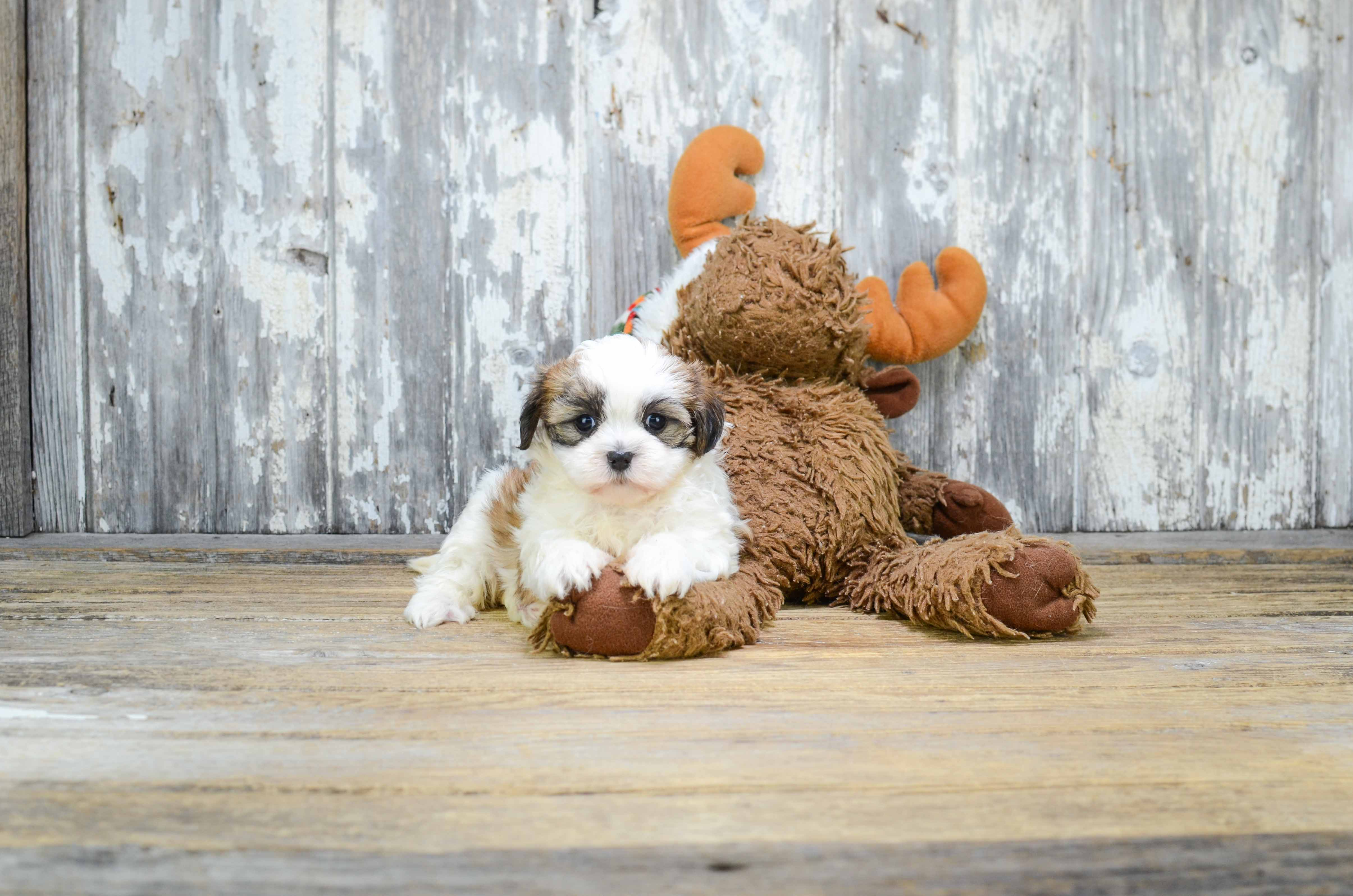 Teddy Bear Pup Being Cute
