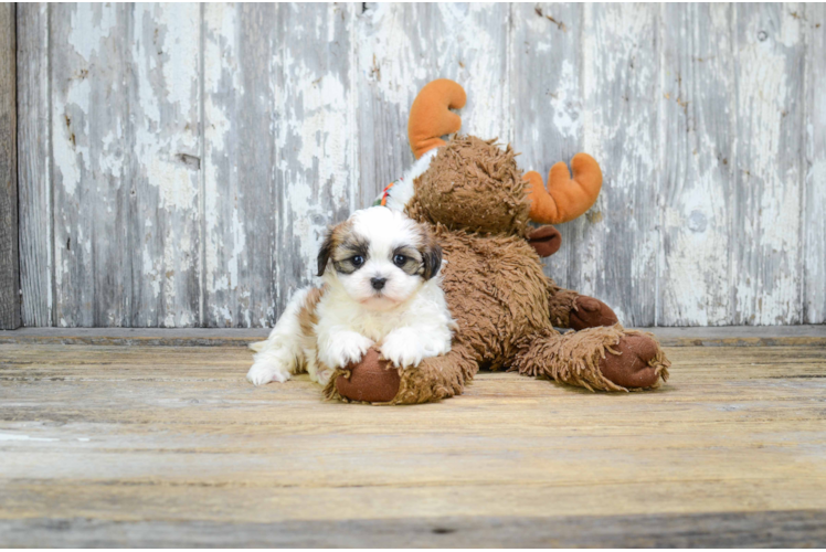 Teddy Bear Pup Being Cute