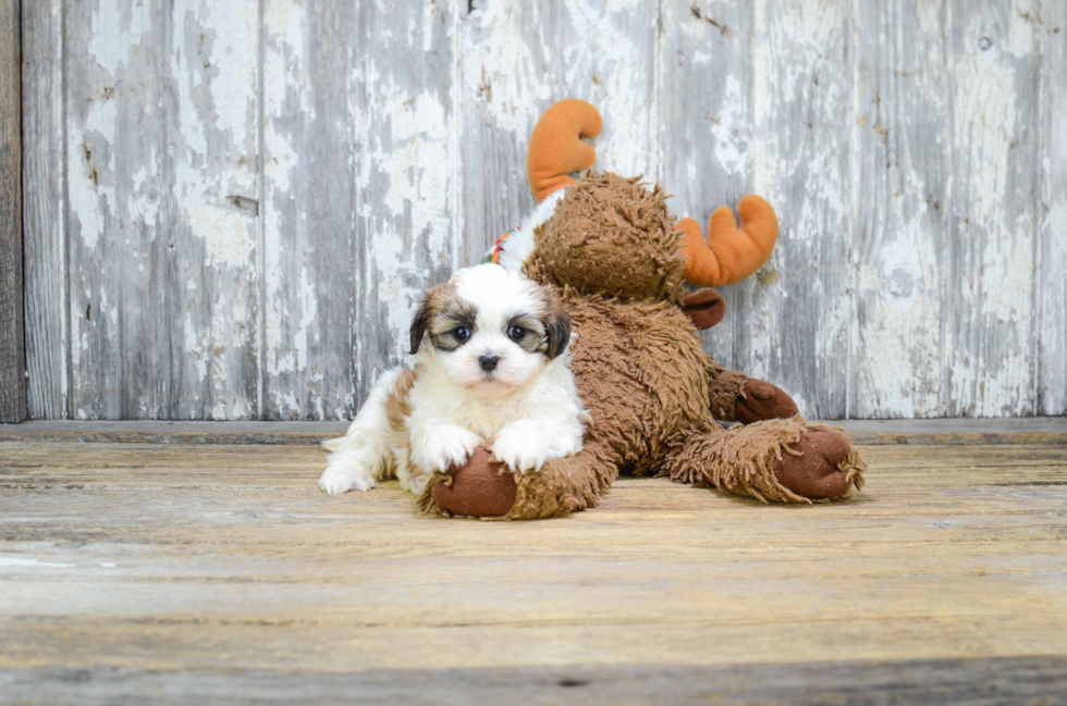 Teddy Bear Pup Being Cute