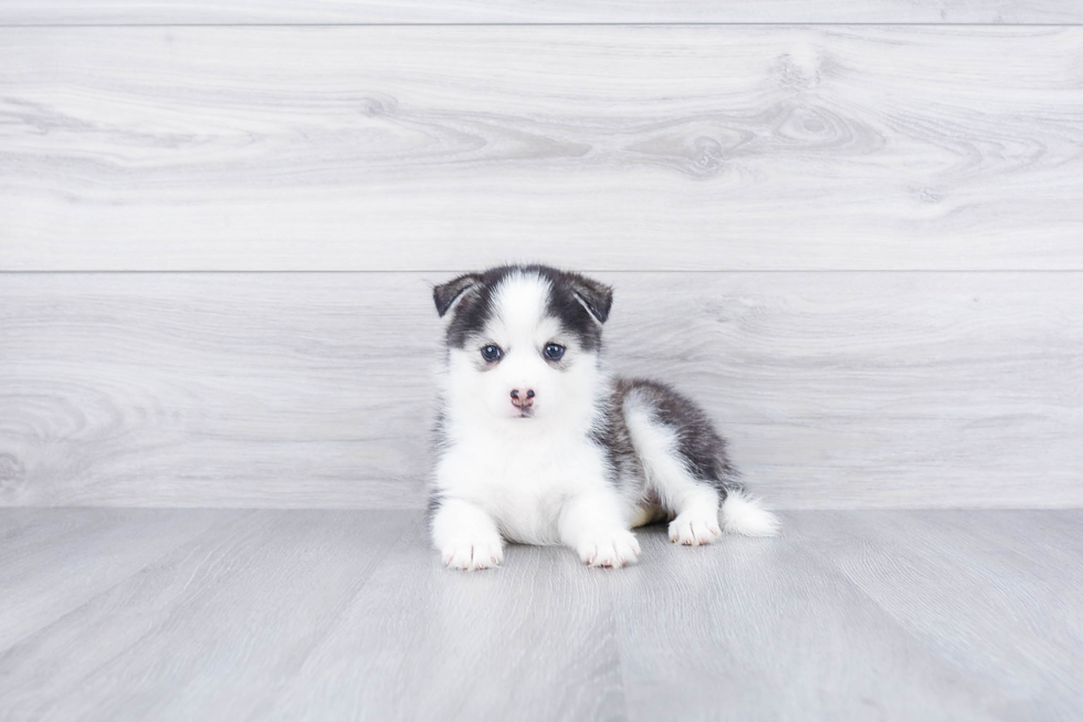 Fluffy Pomsky Designer Pup