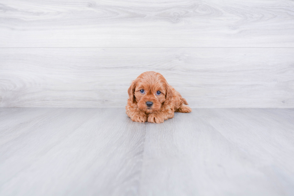 Cavapoo Puppy for Adoption
