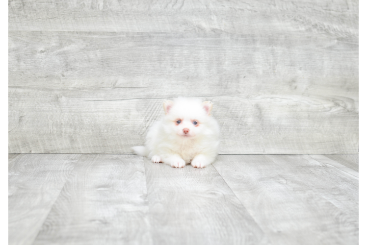 Best Pomeranian Baby