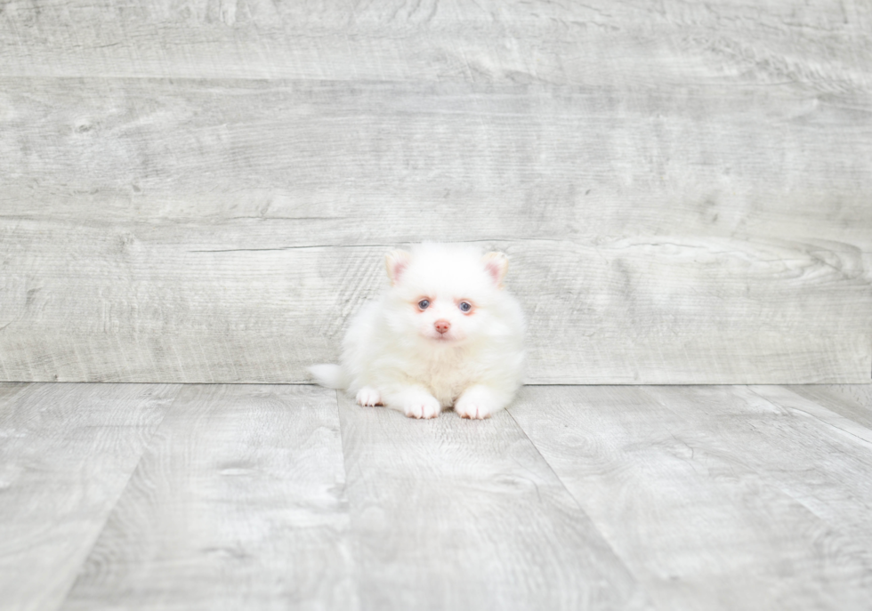 Best Pomeranian Baby