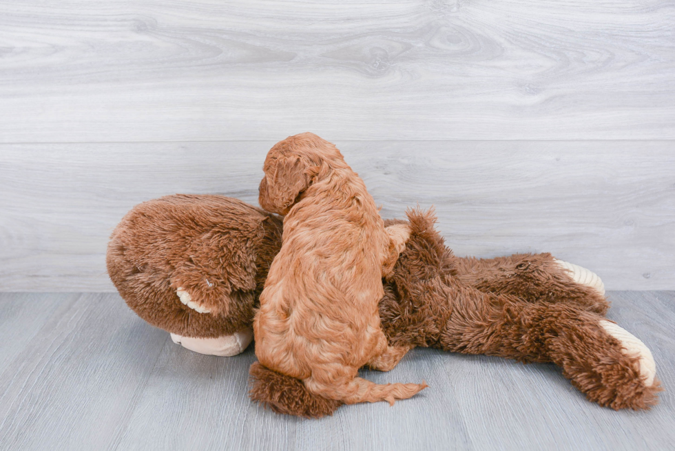 Little Cavoodle Poodle Mix Puppy