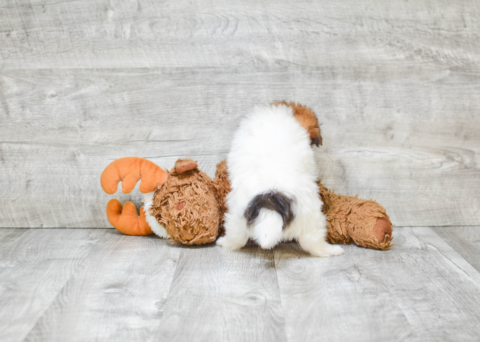 Happy Pomeranian Purebred Puppy