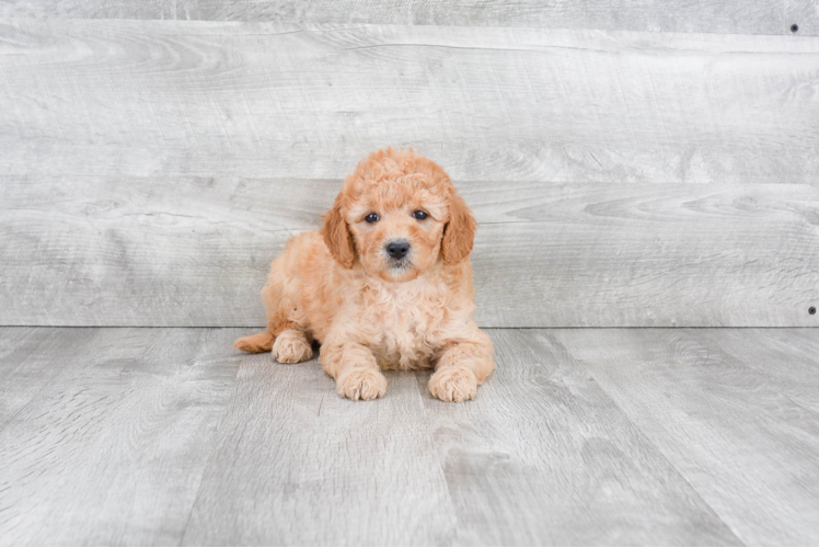 Petite Mini Goldendoodle Poodle Mix Pup