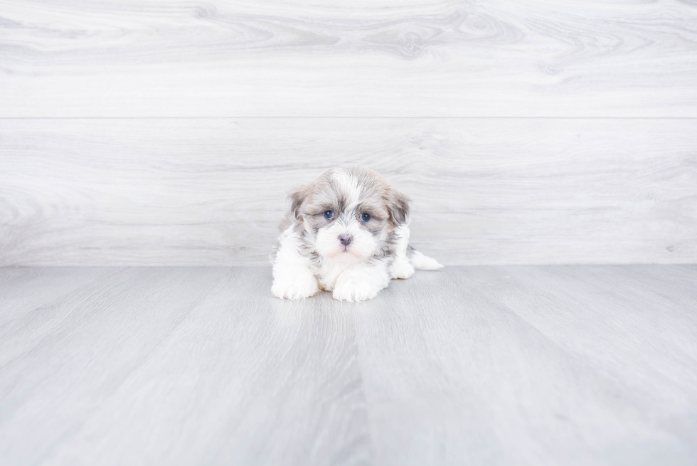 Playful Shichon Designer Puppy