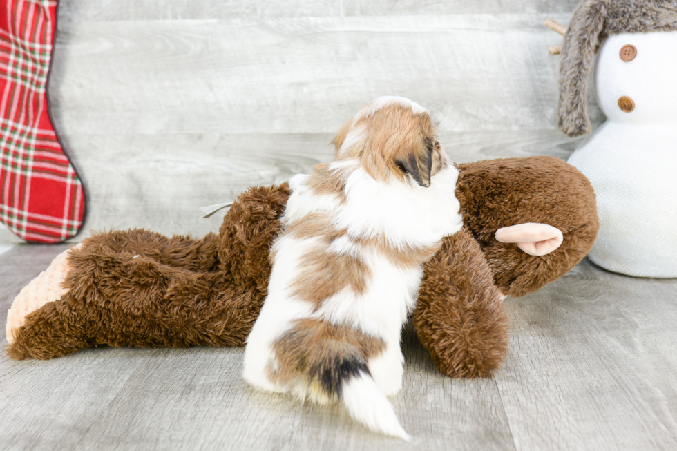 Popular Teddy Bear Designer Pup