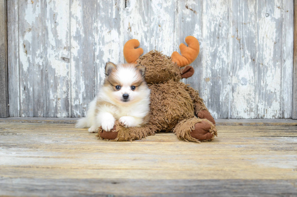 Friendly Pomeranian Purebred Pup