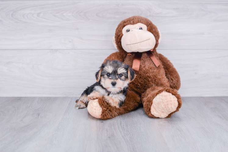 Morkie Pup Being Cute