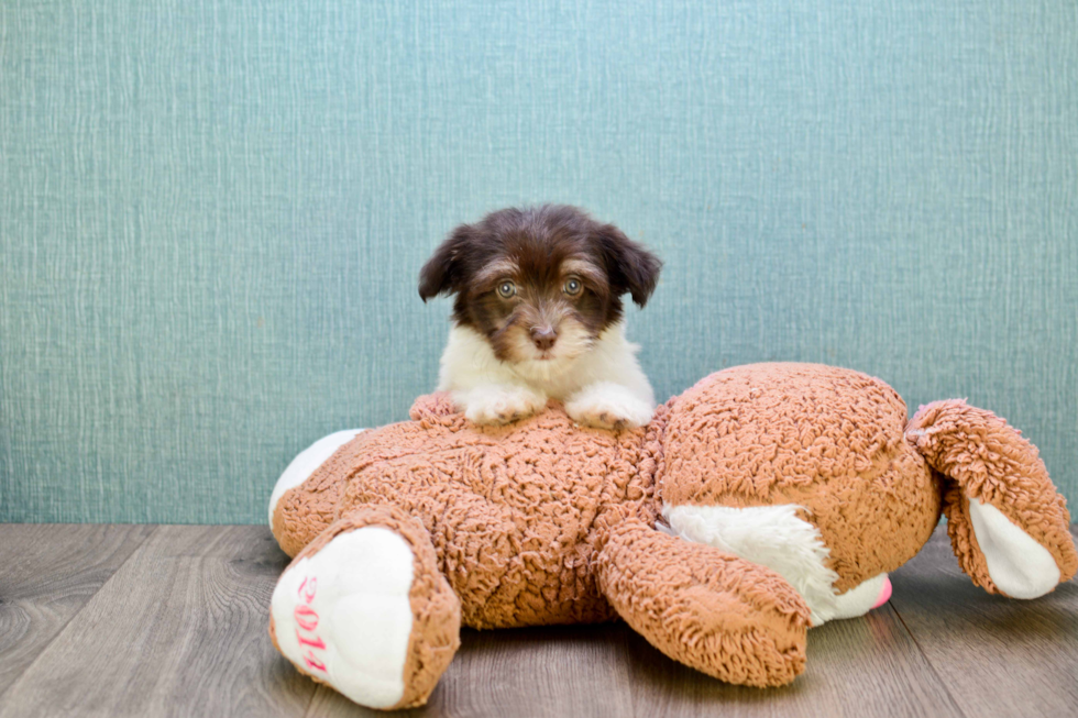 Best Havanese Baby