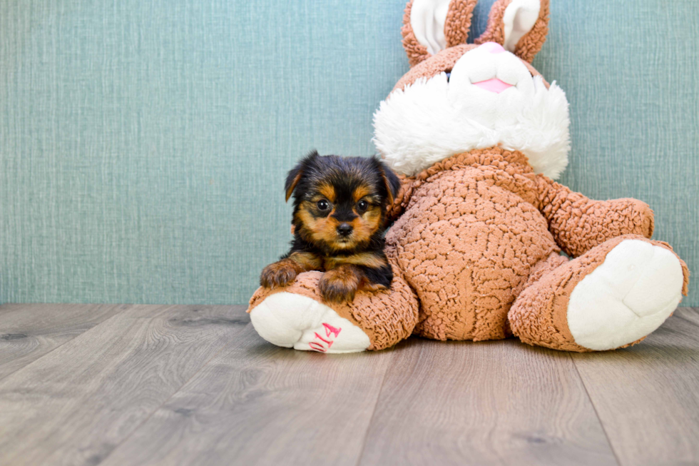 Meet Izzie - our Yorkshire Terrier Puppy Photo 