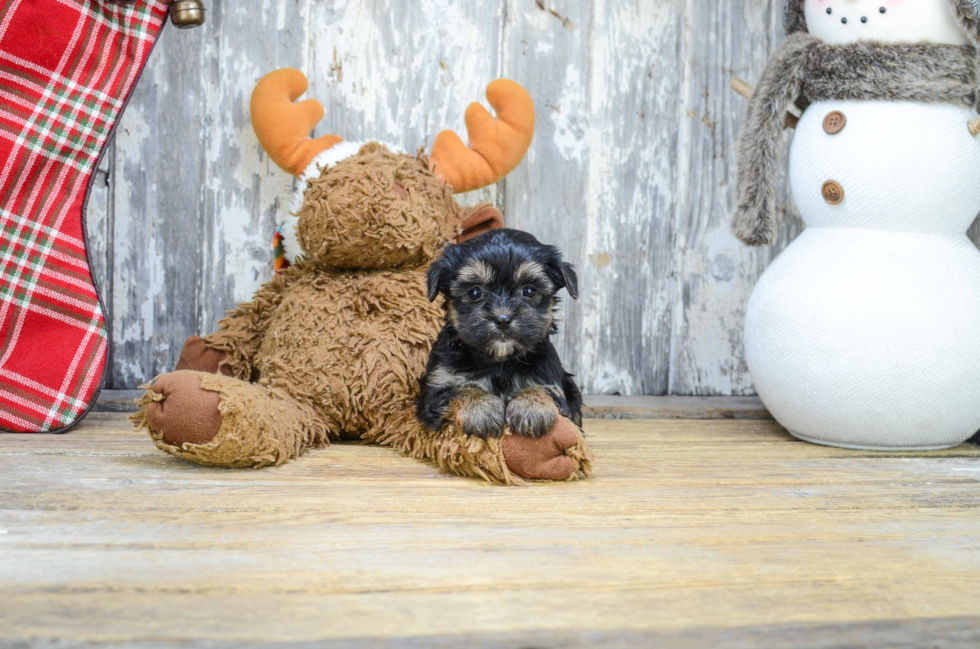 Morkie Pup Being Cute