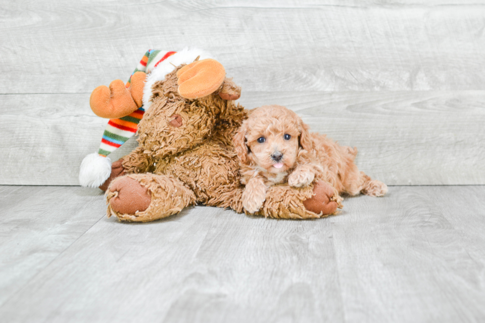 Friendly Poodle Purebred Pup