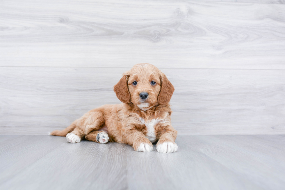 Hypoallergenic Golden Retriever Poodle Mix Puppy