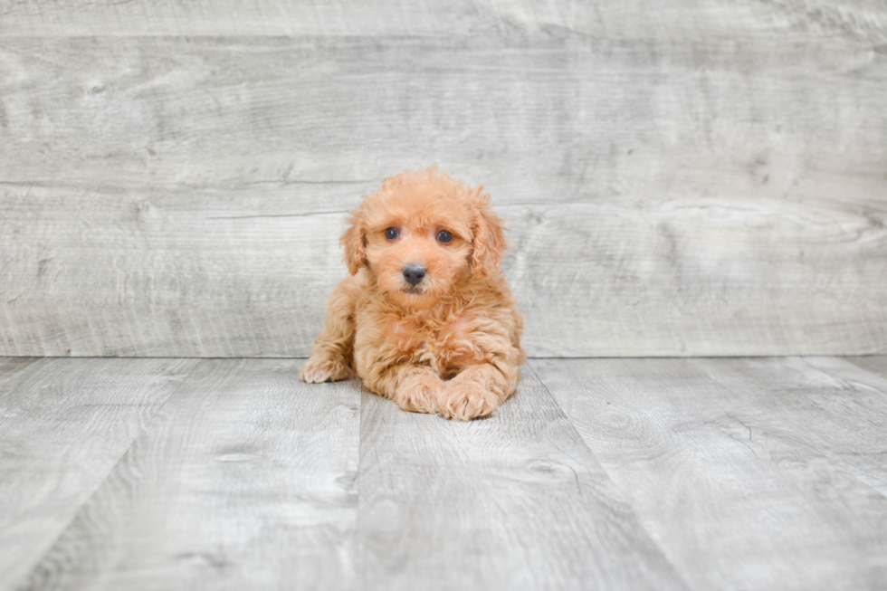 Best Mini Goldendoodle Baby