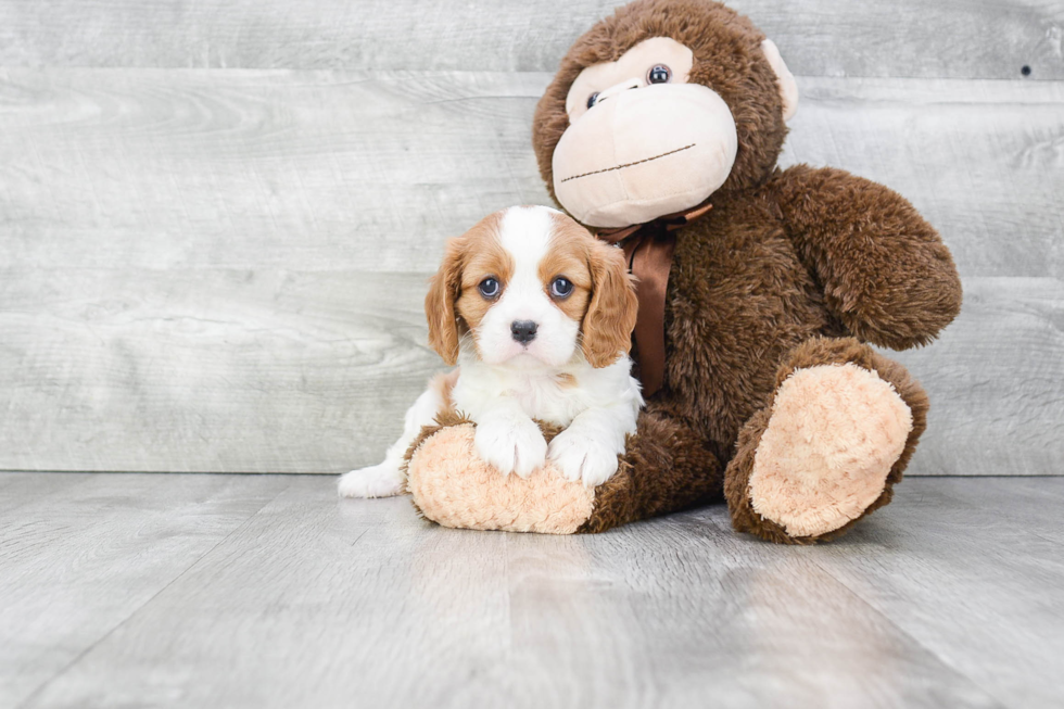 Cavalier King Charles Spaniel Puppy for Adoption