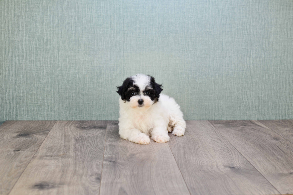 Hypoallergenic Maltese Poodle Poodle Mix Puppy