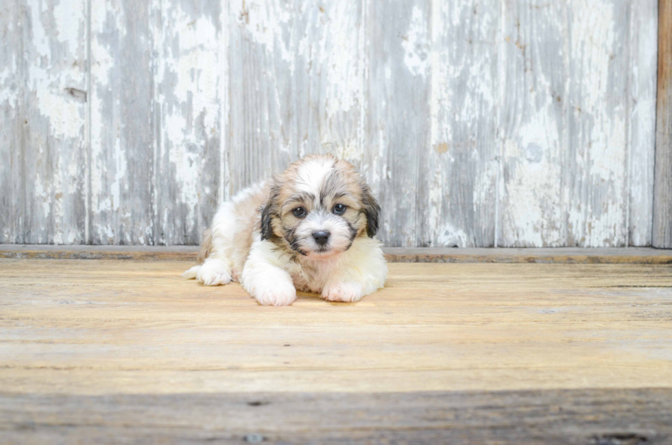 Cute Teddy Bear Baby