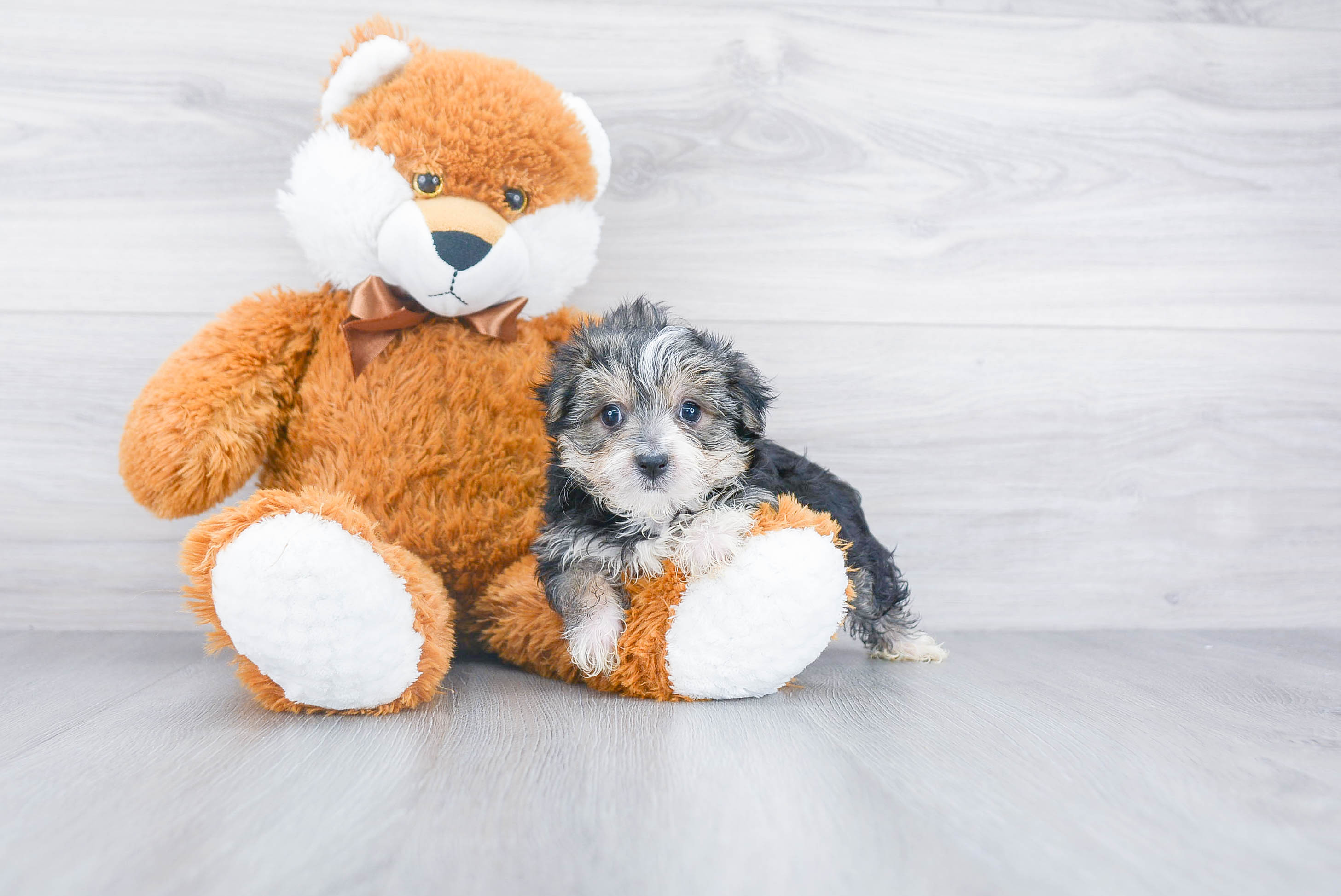 Petite Morkie Designer Pup