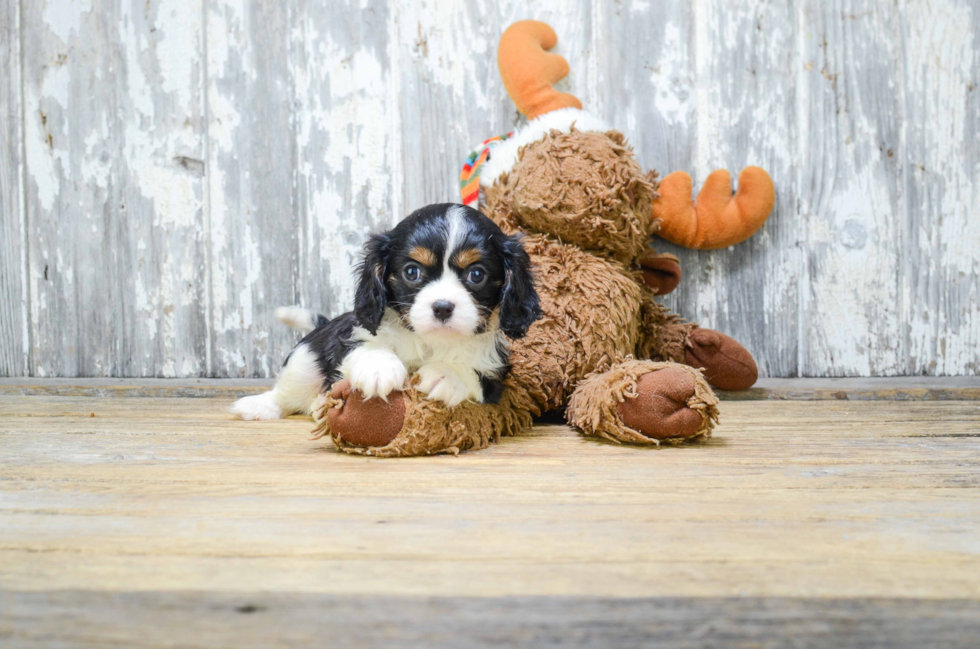 Funny Cavalier King Charles Spaniel Purebred Pup