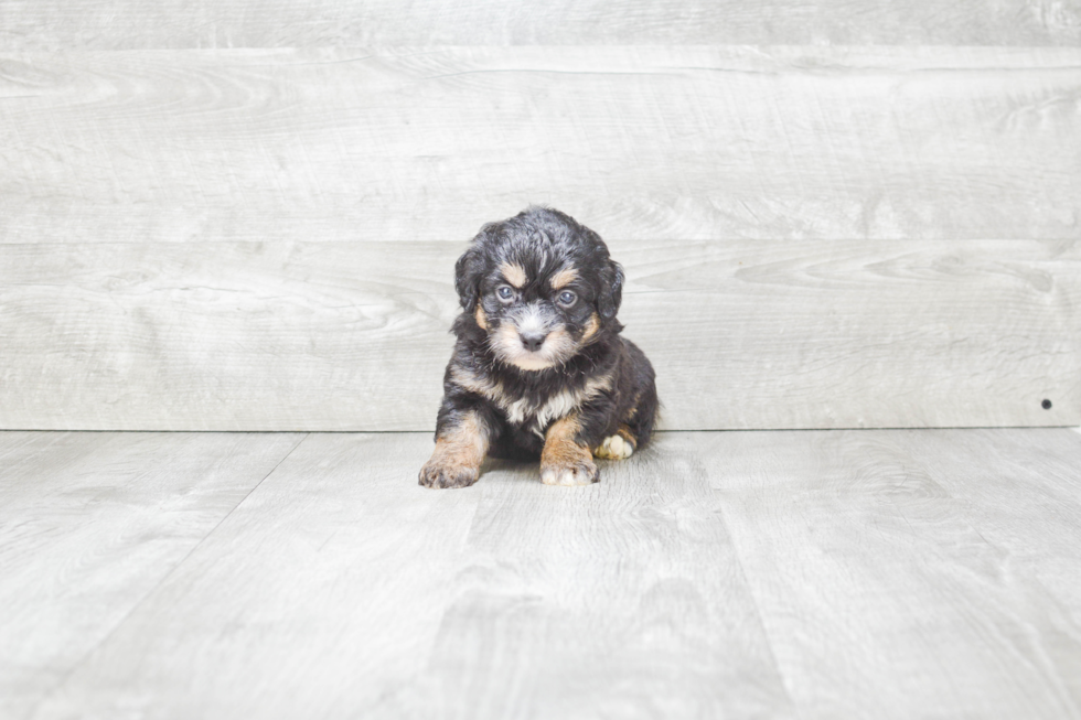 Popular Mini Bernedoodle Poodle Mix Pup