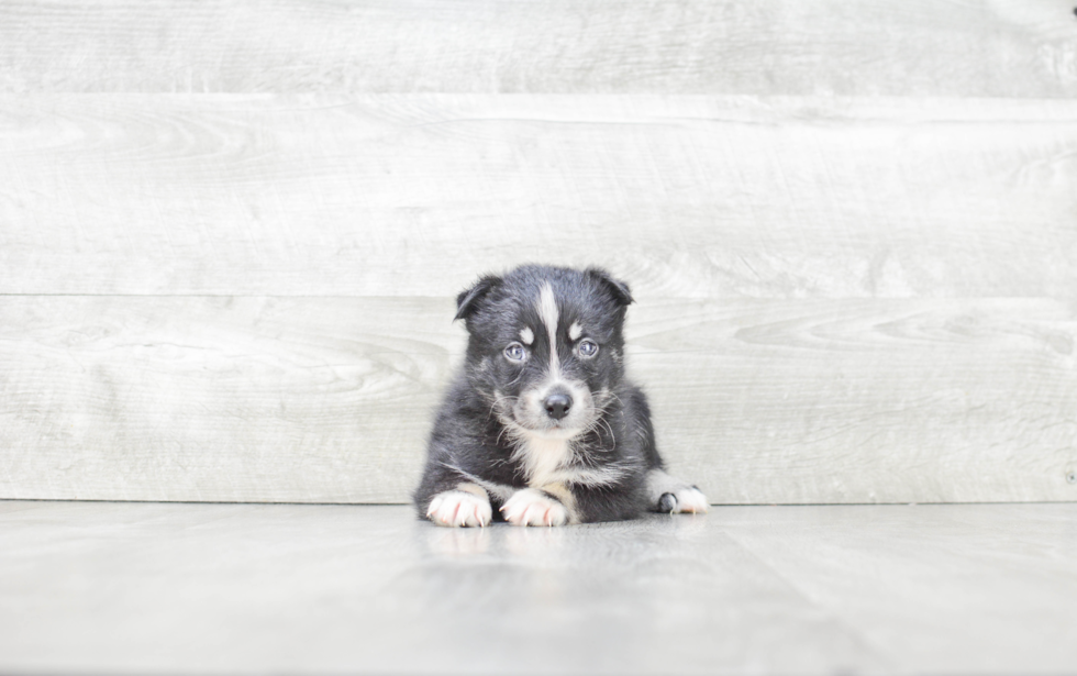 Happy Pomsky Baby