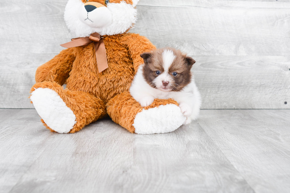 Best Pomeranian Baby