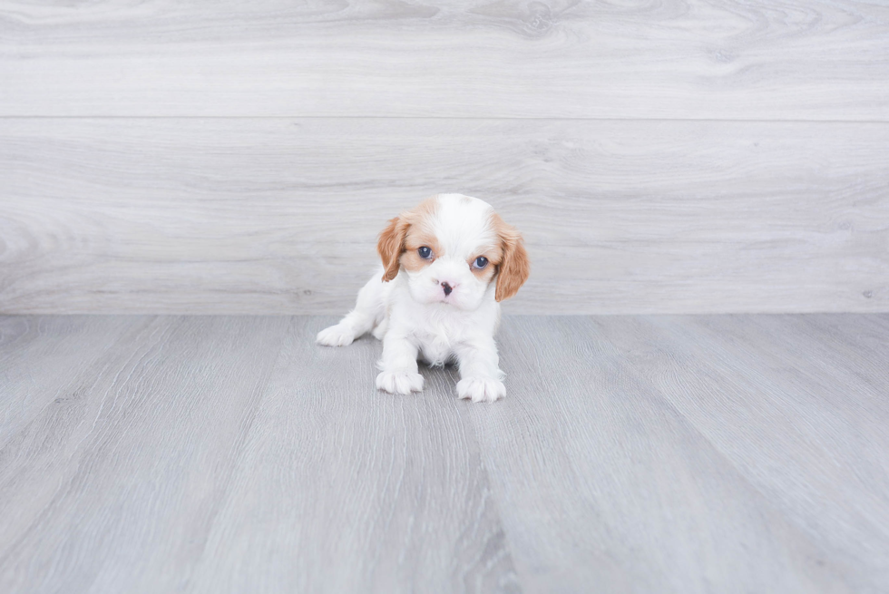 Cavalier King Charles Spaniel Puppy for Adoption