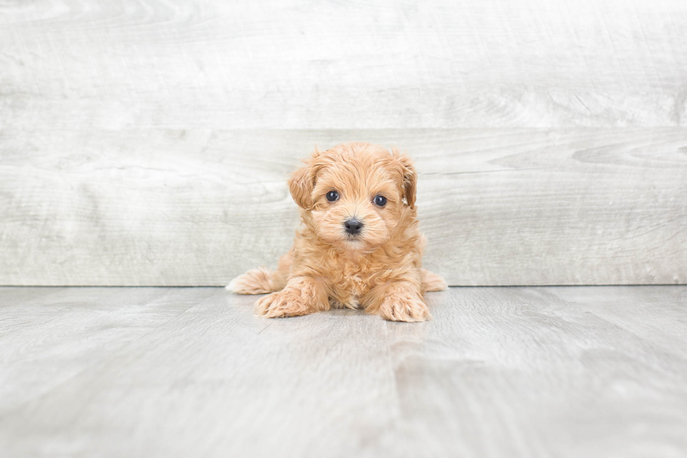 Best Maltipoo Baby