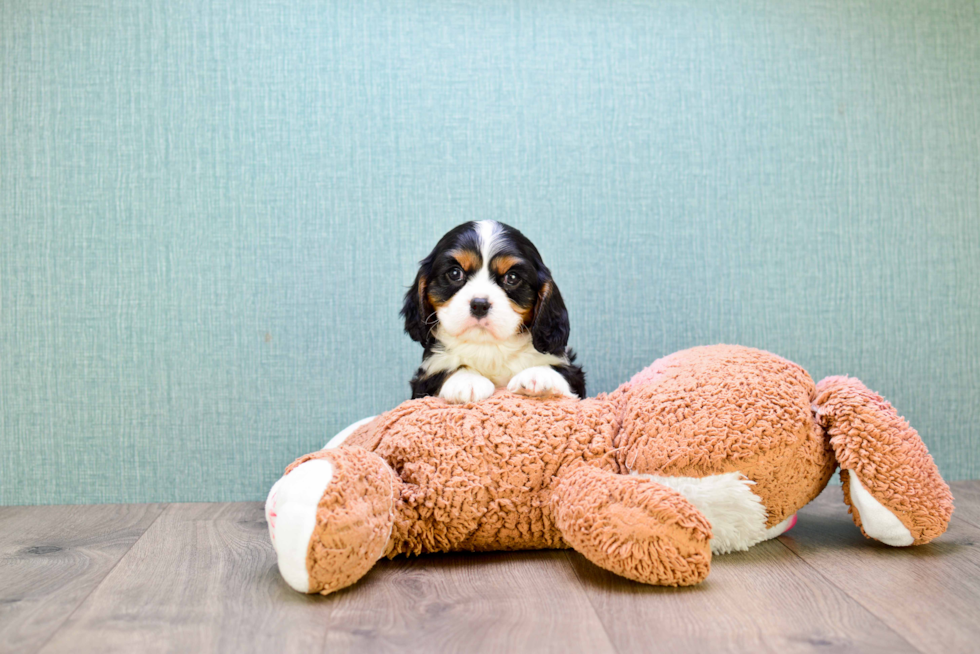 Best Cavalier King Charles Spaniel Baby