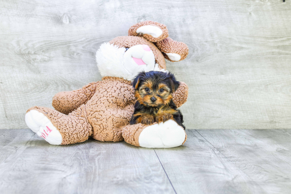 Meet Twinkle - our Yorkshire Terrier Puppy Photo 