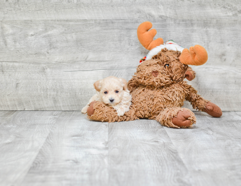 Maltipoo Pup Being Cute